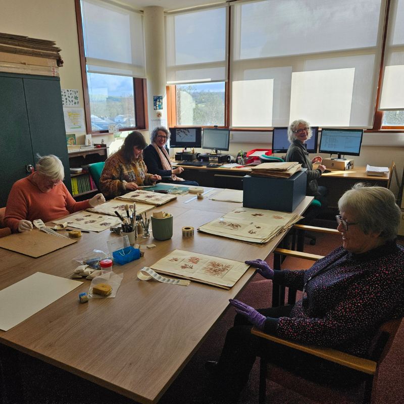 Herbarium image